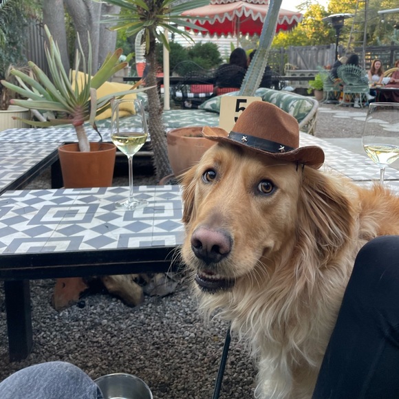 Meet your Posher, Sophia - Picture 2 of 2